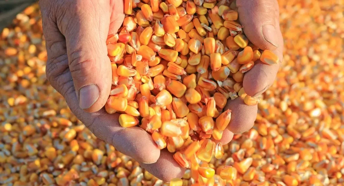 زمان‌بندی ثبت سفارش واردات جو و ذرت برای بهار ۱۴۰۴ اعلام شد