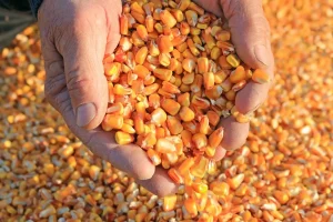 زمان‌بندی ثبت سفارش واردات جو و ذرت برای بهار ۱۴۰۴ اعلام شد