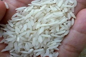تولید ۲.۲ میلیون تن برنج