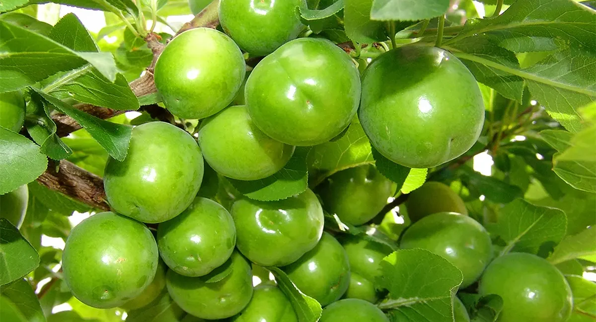 گوجه‌سبز با طعم قاچاق