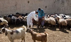 صادرات یک میلیون رأس دام سبک
