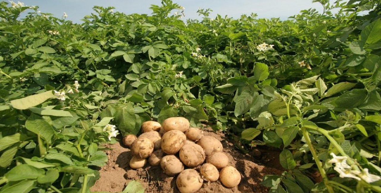سیب‌زمینی در کردستان