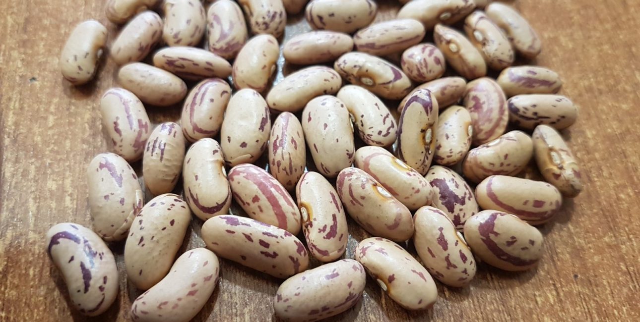 لوبیا چیتی ازبکستانی