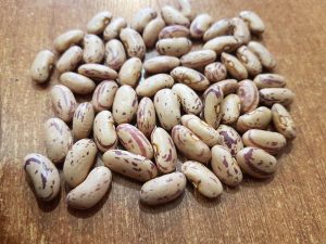 لوبیا چیتی ازبکستانی