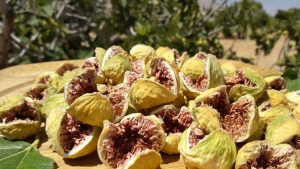انجیر فارس