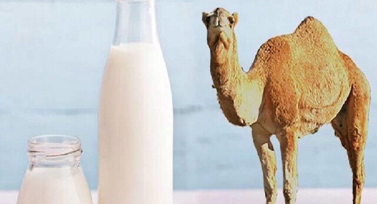 شیر شتر
