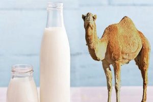 شیر شتر