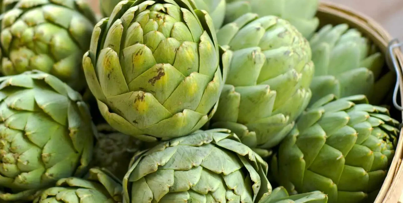 آرتیشو (کنگر فرنگی)