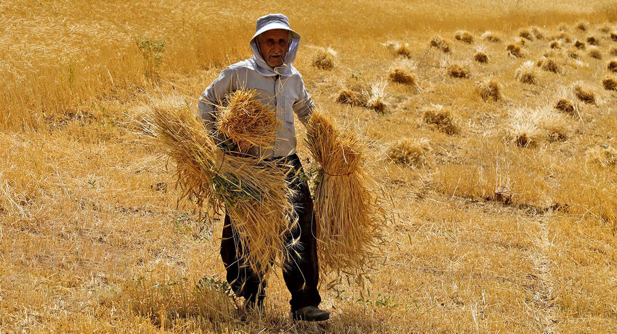 گندم سال زراعی