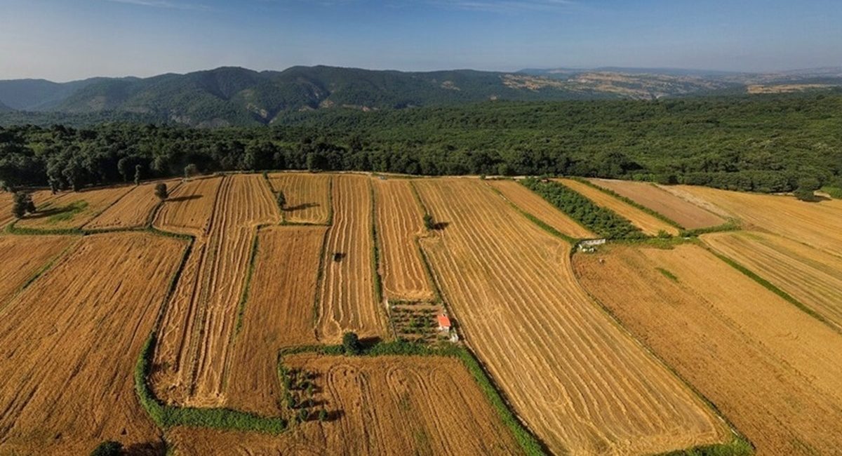 سرشماری بزرگ کشاورزی