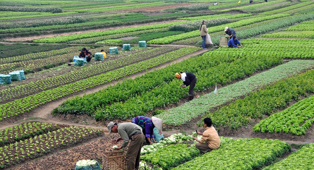 رشد مثبت بخش کشاورزی