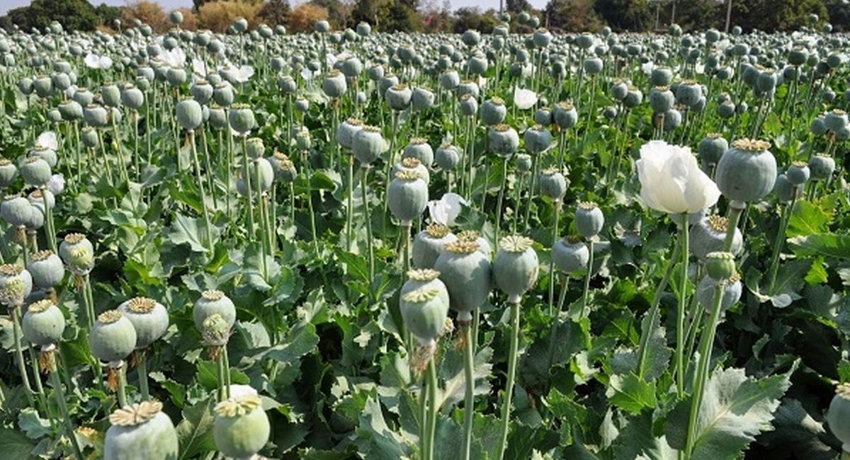کشت خشخاش
