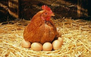 کشتار مرغ‌های تخم‌گذار