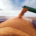 قیمت گندم