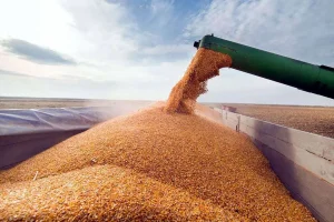 قیمت گندم