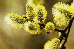 قرص‌های آرام‌بخش گیاهی