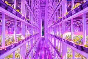 vertical farm