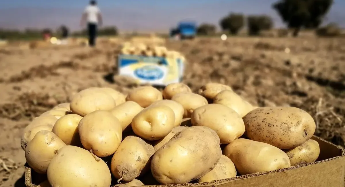 کاشت سیب‌زمینی