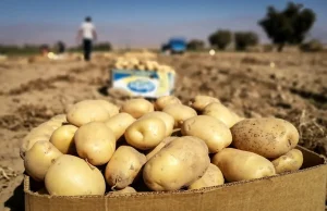 کاشت سیب‌زمینی