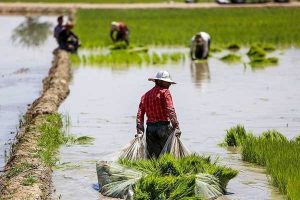 کاهش تولید برنج