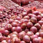 تولید پیاز