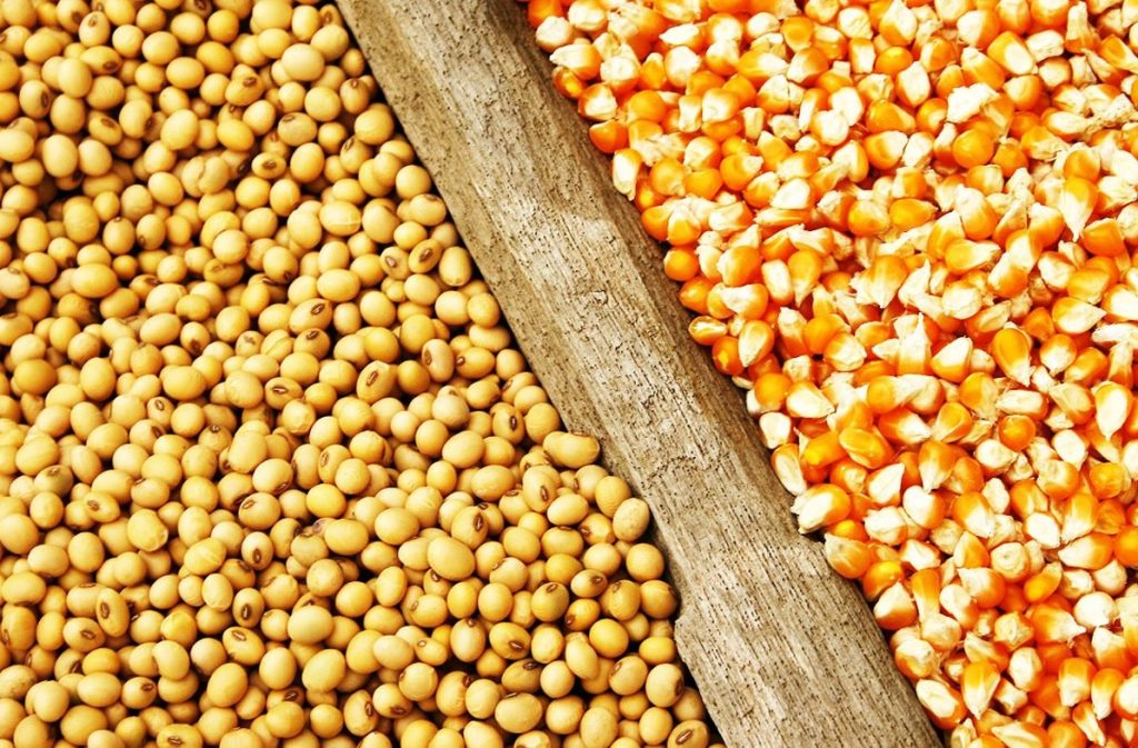 تثبیت قیمت جو، ذرت و کنجاله