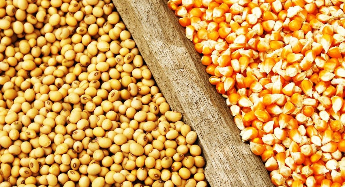 تثبیت قیمت جو، ذرت و کنجاله