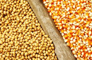 تثبیت قیمت جو، ذرت و کنجاله