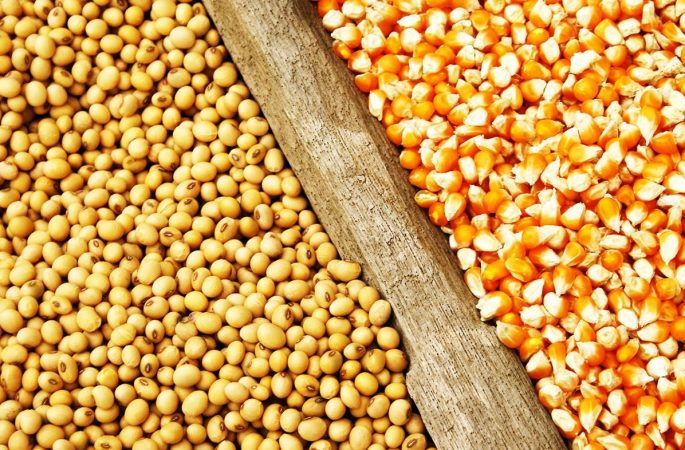 تثبیت قیمت جو، ذرت و کنجاله