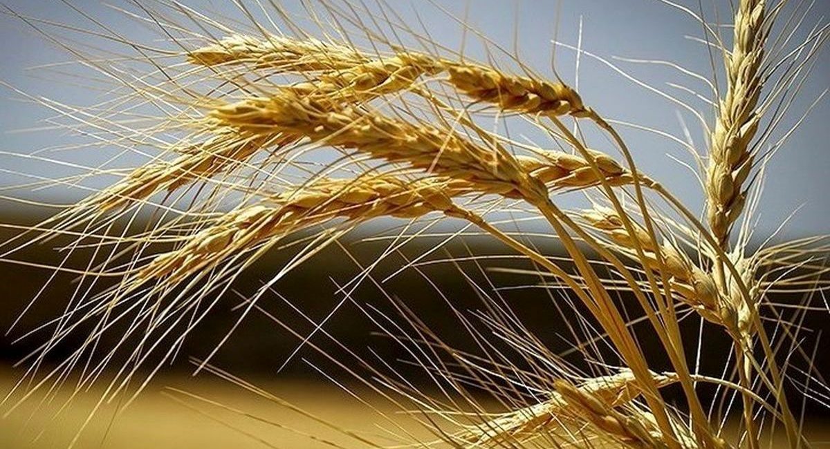 قیمت تضمینی گندم