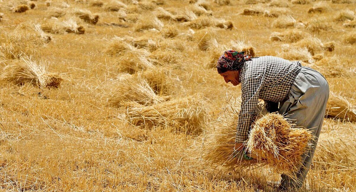 تسویه مطالبات کشاورزان