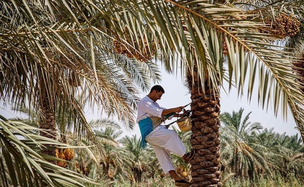 برداشت خرما در شادگان