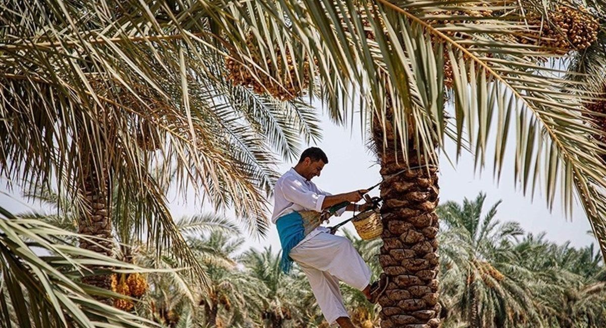 برداشت خرما در شادگان