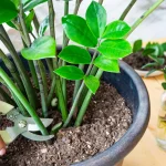 تکثیر گیاهان آپارتمانی
